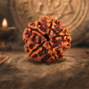 5-mukhi-rudraksha-nepali
